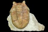 Asaphus Kotlukovi Trilobite Fossil - Russia #151883-1